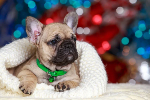 Puppy Dog Breed French Bulldog Wrapped Scarf — Stock Photo, Image