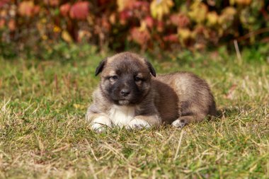 Alabai 'de küçük bir yavru köpek.