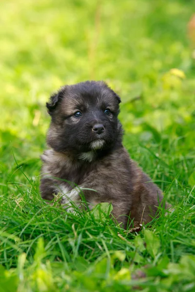 Small Puppy Breed Alabai Close — Stock Photo, Image