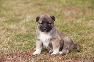 Alabai 'de küçük bir yavru köpek.