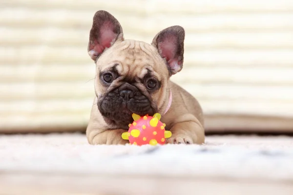犬フランスのブルドッグ品種はおもちゃでマットの上に横たわる — ストック写真