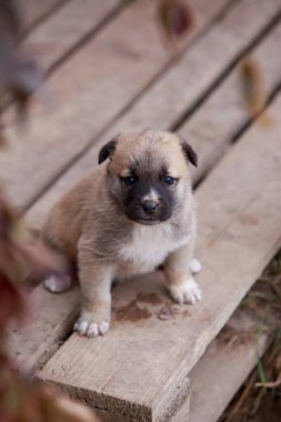 Alabai 'de küçük bir yavru köpek.