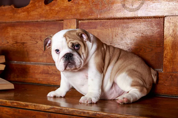Hondenras Engels Bulldog Een Houten Bank — Stockfoto