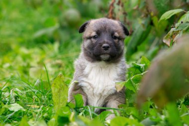 Alabai 'de küçük bir yavru köpek.