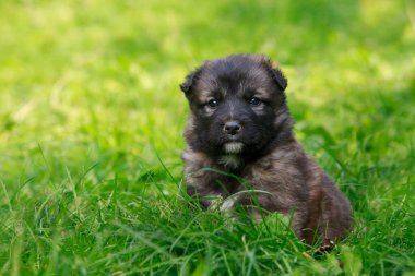 Alabai 'de küçük bir yavru köpek.