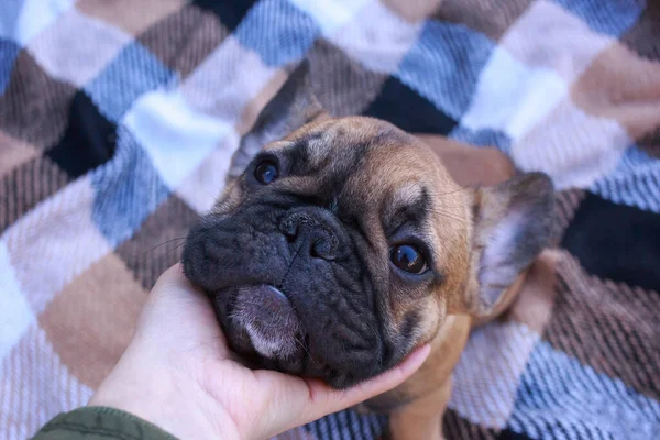 Порода Собак Французский Бульдог Крупным Планом Фоне Одеяла — стоковое фото