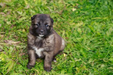 Alabai 'de küçük bir yavru köpek.