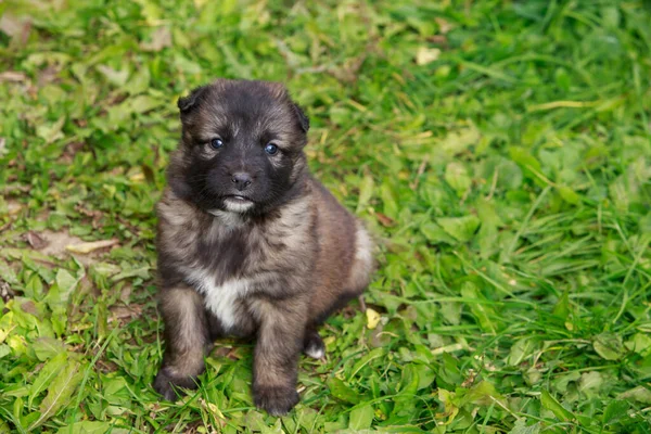 Alabai Küçük Bir Yavru Köpek — Stok fotoğraf