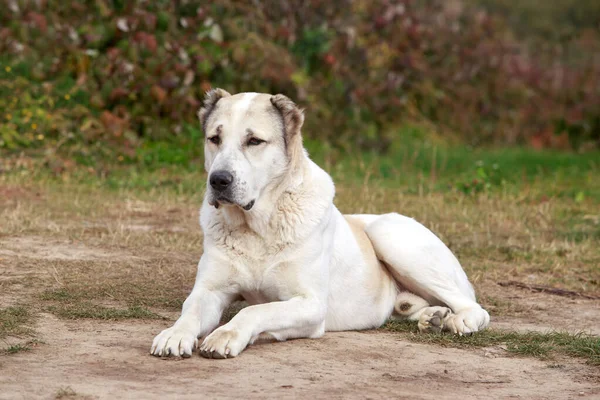 Большая Взрослая Собака Породы Алабай Лежит Поляне — стоковое фото