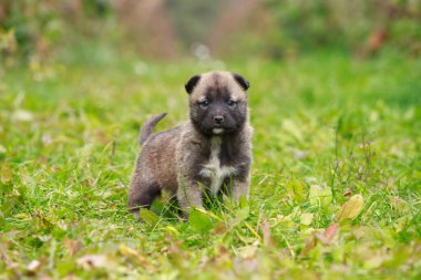 Alabai 'de küçük bir yavru köpek.
