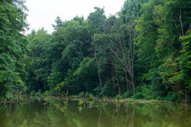 Yaz günü ormanla kaplı bir bataklık.