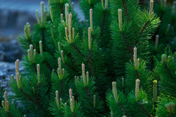 Green Pine Branch Cone Close — Stock Photo, Image