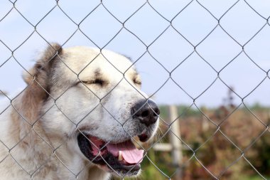 Büyük yetişkin köpek türü alabai.