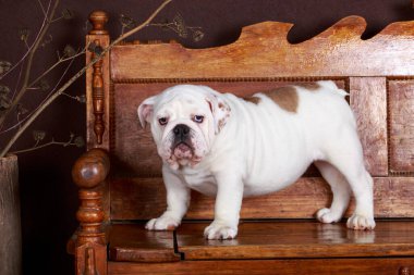 Köpek cinsi İngiliz bulldog 'u ahşap bir bankta