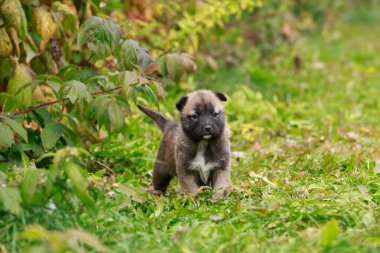 Alabai 'de küçük bir yavru köpek.