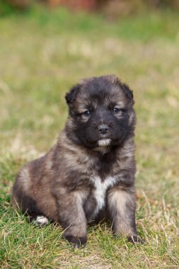Alabai 'de küçük bir yavru köpek.