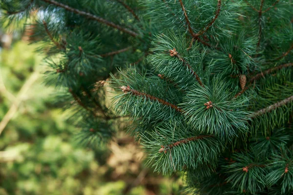 緑の松の枝に円錐形のクローズアップ — ストック写真