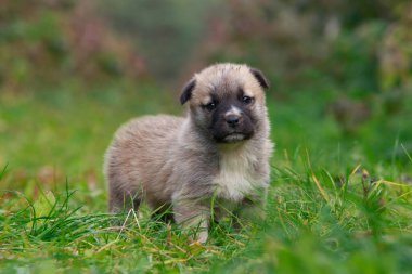 Alabai 'de küçük bir yavru köpek.