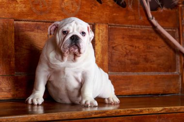 Köpek cinsi İngiliz bulldog 'u ahşap bir bankta