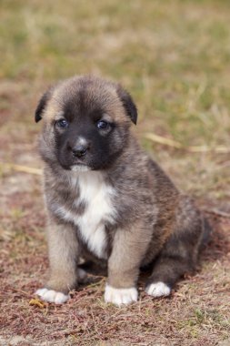 Alabai 'de küçük bir yavru köpek.