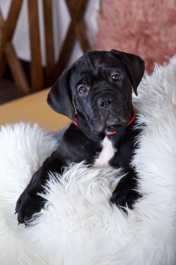 Köpek soyu kamışı. Corso italiano yakın plan.