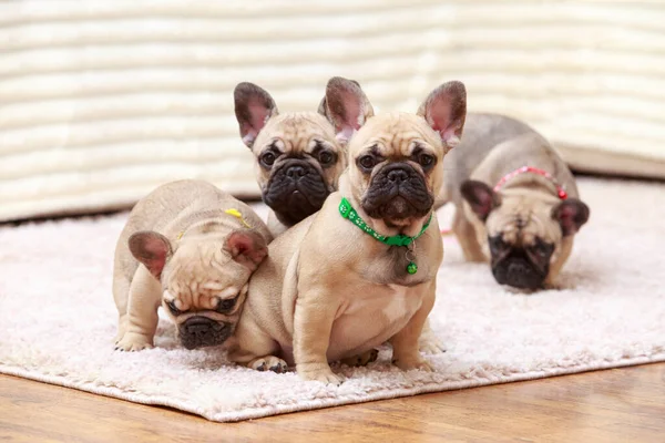 Vier Hond Franse Bulldog Ras Zittend Het Tapijt — Stockfoto
