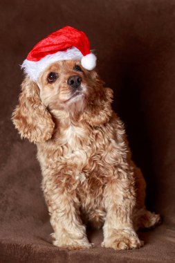 Köpek cinsi İngiliz cocker spanyel kahverengi arka planda