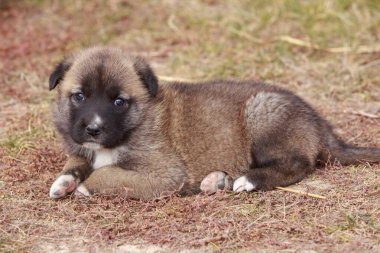 Alabai 'de küçük bir yavru köpek.