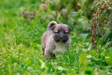 Alabai 'de küçük bir yavru köpek.