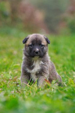 Alabai 'de küçük bir yavru köpek.