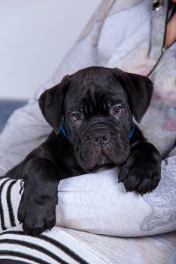 Köpek soyu kamışı. Corso italiano yakın plan.