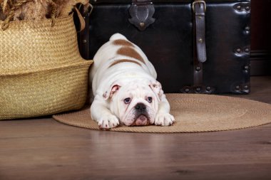 Dog breed english bulldog on the mat