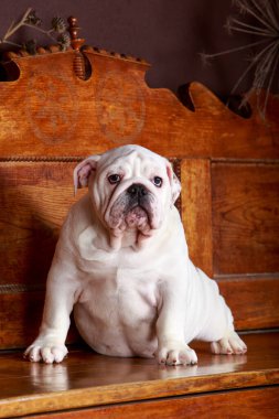 Köpek cinsi İngiliz bulldog 'u ahşap bir bankta