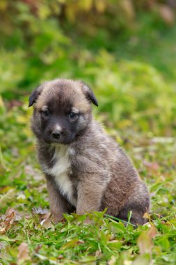 Alabai 'de küçük bir yavru köpek.