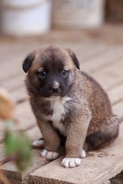 Alabai 'de küçük bir yavru köpek.