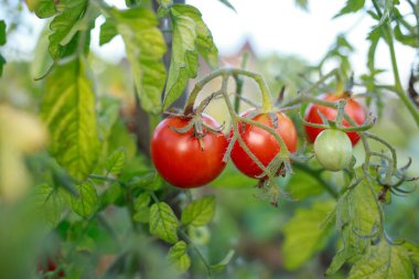 Beautiful ripe juicy tomatoes on a branch