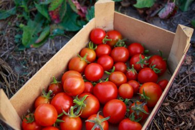 Beautiful ripe juicy tomatoes in a box
