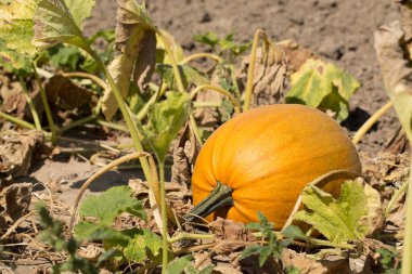 Bahçede büyüyen büyük turuncu balkabakları