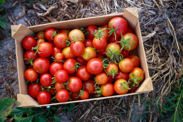 Beautiful ripe juicy tomatoes in a box