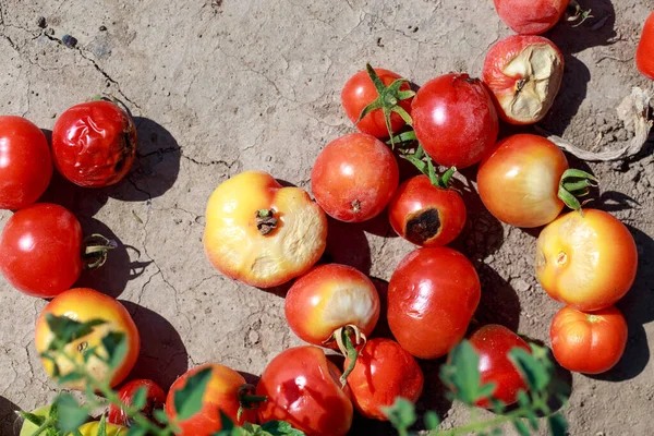 Lots of scattered rotten tomatoes on the soil