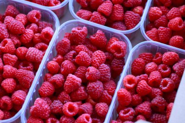 Fresh juicy raspberries in booties close-up photo