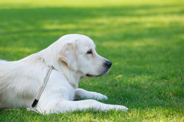 Köpek ırkı Labrador Retriever parkta yatıyor.