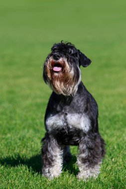 Dog breed Miniature Schnauzer on green grass