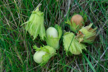Beautiful young hazelnut sprinkled on green grass