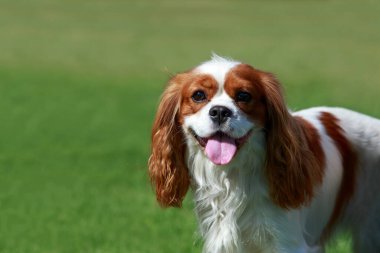 Dog breed king charles spaniel on the street