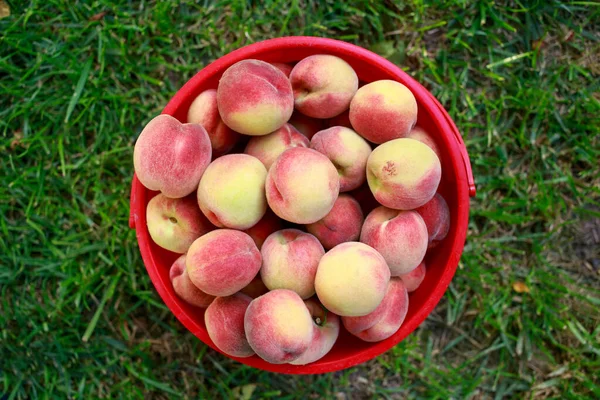 Beautiful ripe juicy peaches in a red bucket