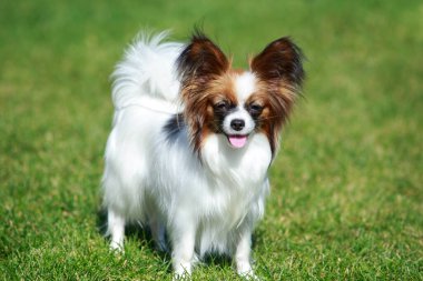 Yeşil çimlerin üzerinde papilyon üreten köpek.