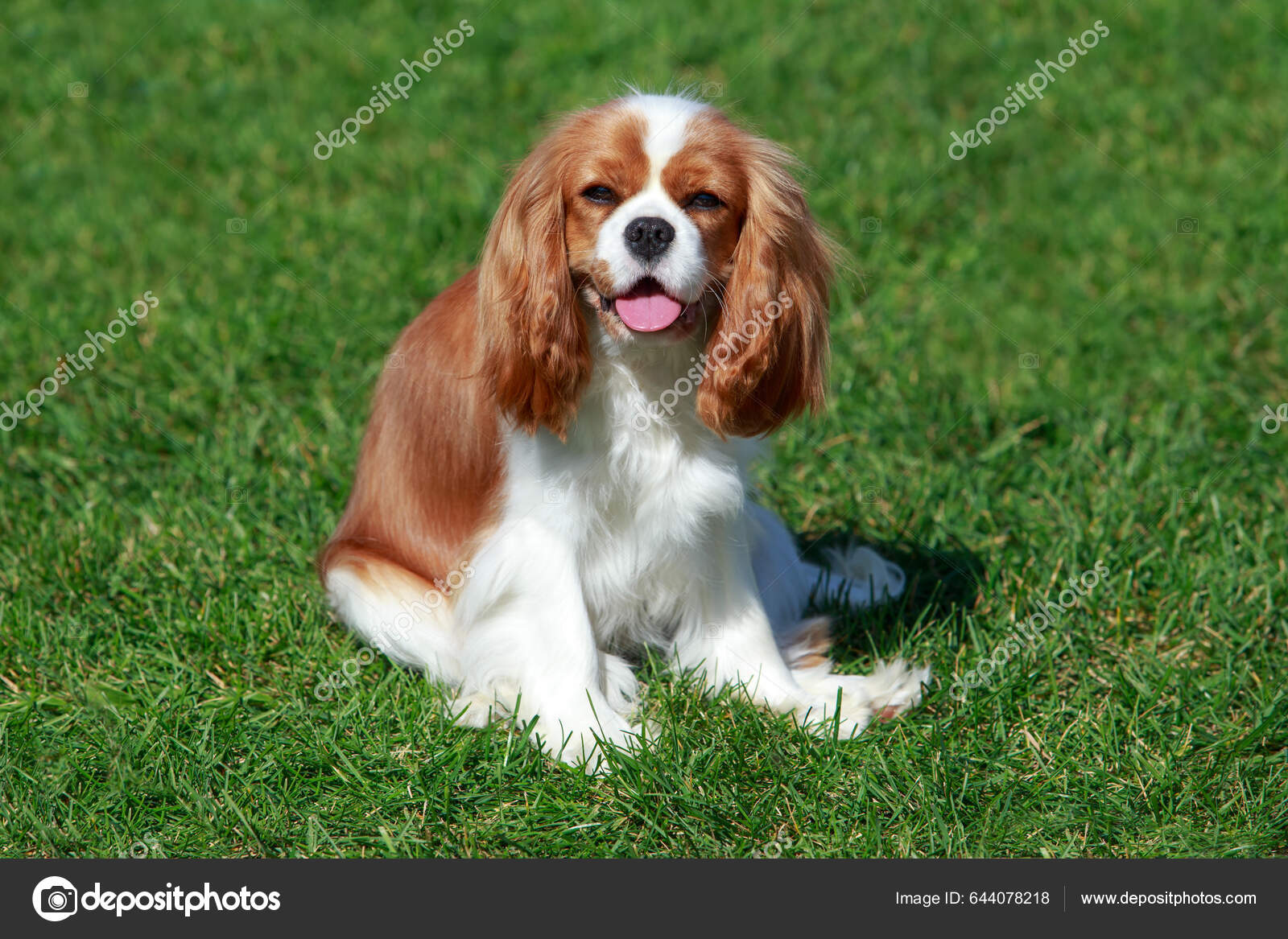 Dog Breed King Charles Spaniel Street — Stock Photo © DevidDO
