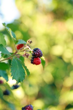 Branch with ripe raspberries on the farm