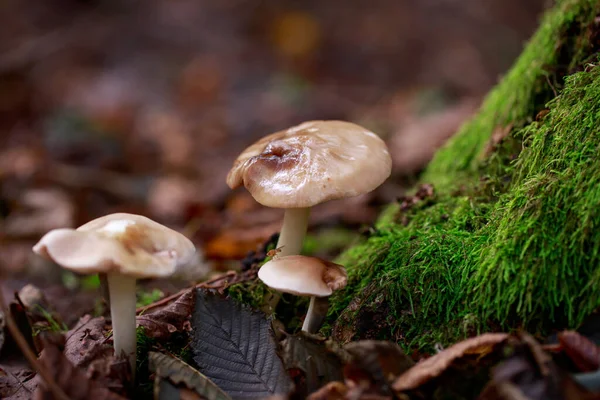Halluzinogene Pilze Wachsen Auf Dem Alten Baumstumpf — Stockfoto